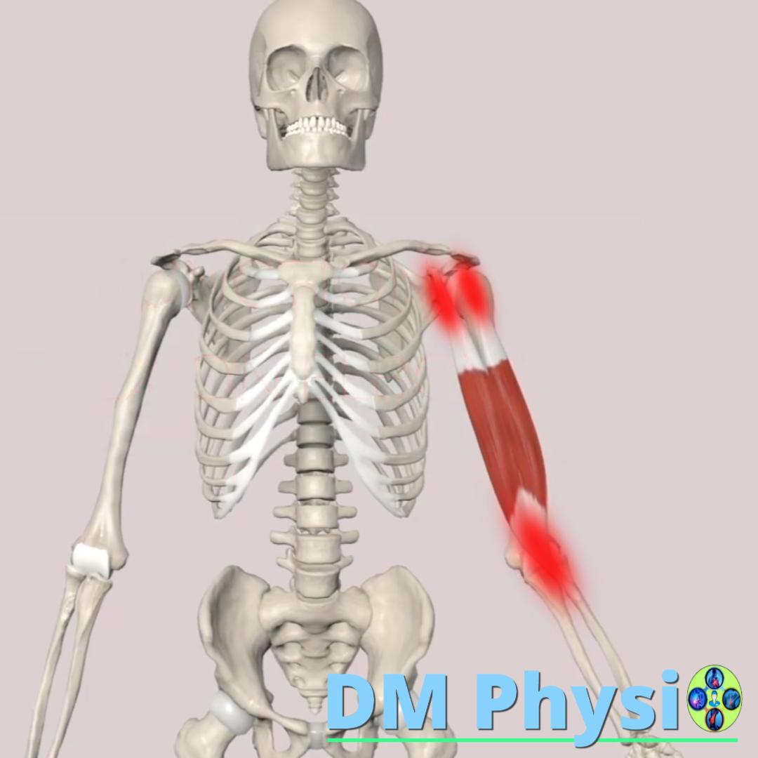 Изображение на мускула biceps brachii